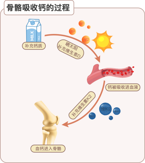 骨骼吸收钙的过程_副本.png