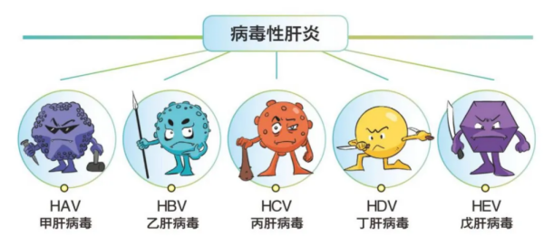 病毒性肝炎分类_副本.png
